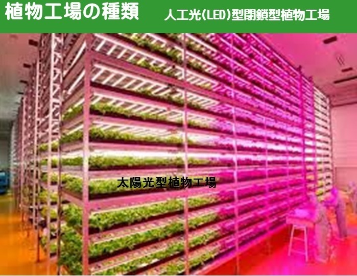 植物工場 人工光型植物工場.jpg