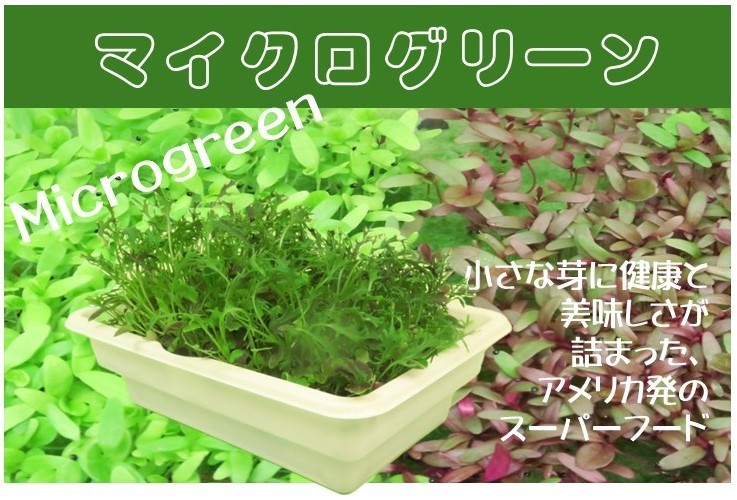 リビングファームココベジSS