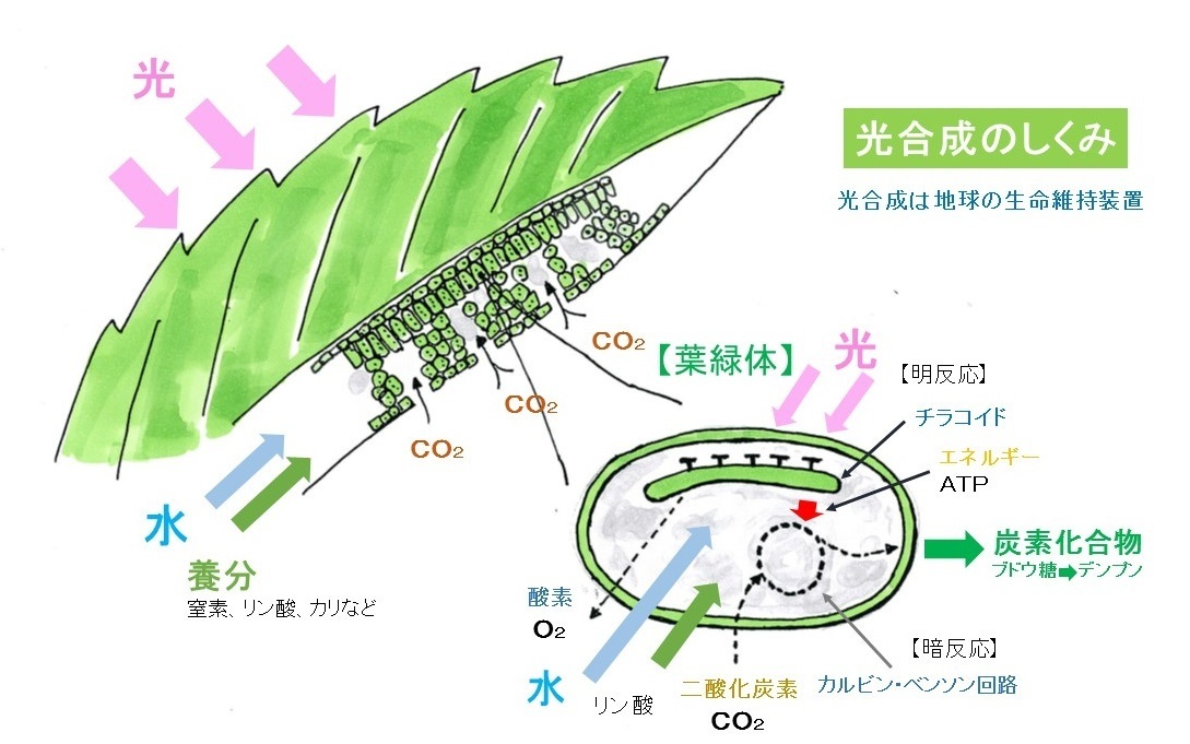 光合成2.jpg