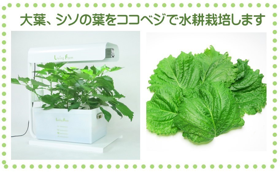 サラダ、シソS.jpg