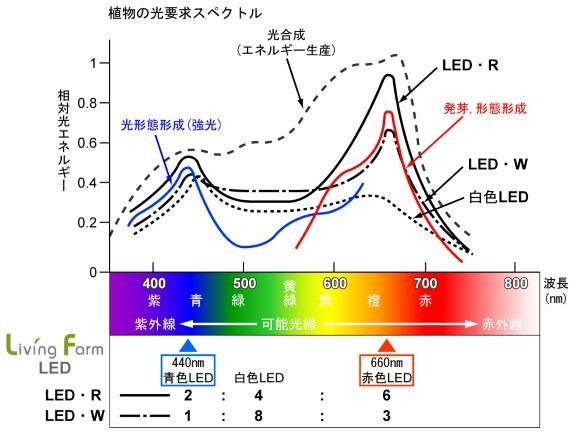 植物の光合成_グラフ改ss180416.jpg