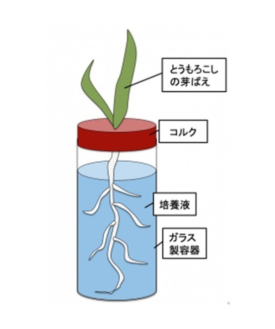 ザックス水耕栽培.jpg