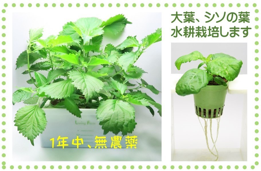 大葉しその葉水耕栽培1S.jpg
