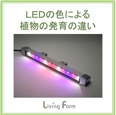 ＬＥＤ色の発育s.jpg