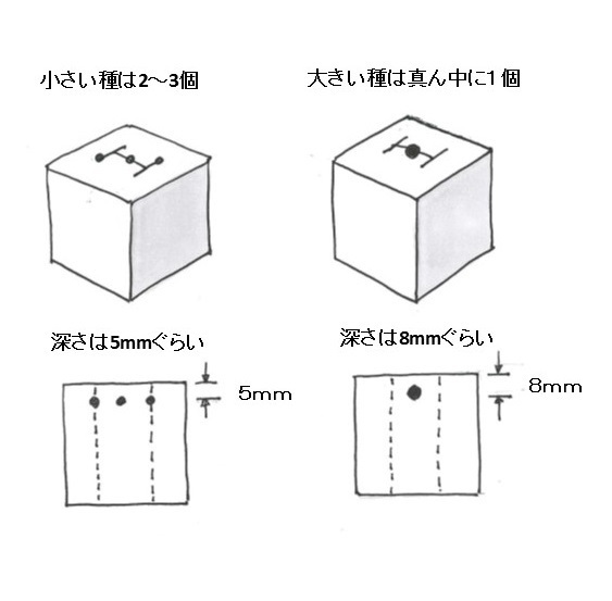 水耕栽培4-4-05.jpg