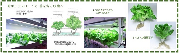 野菜テラス栽培３s.jpg