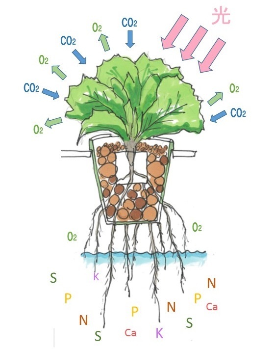 水耕栽培リビングファーム.jpg