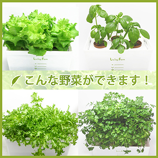 水耕栽培野菜.jpg