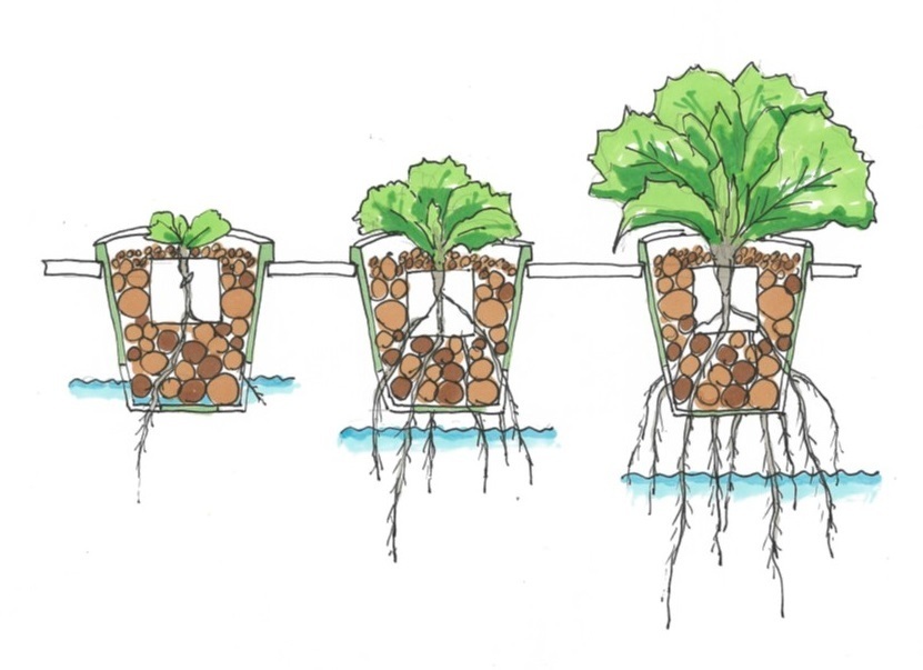 水耕栽培4-5.jpg