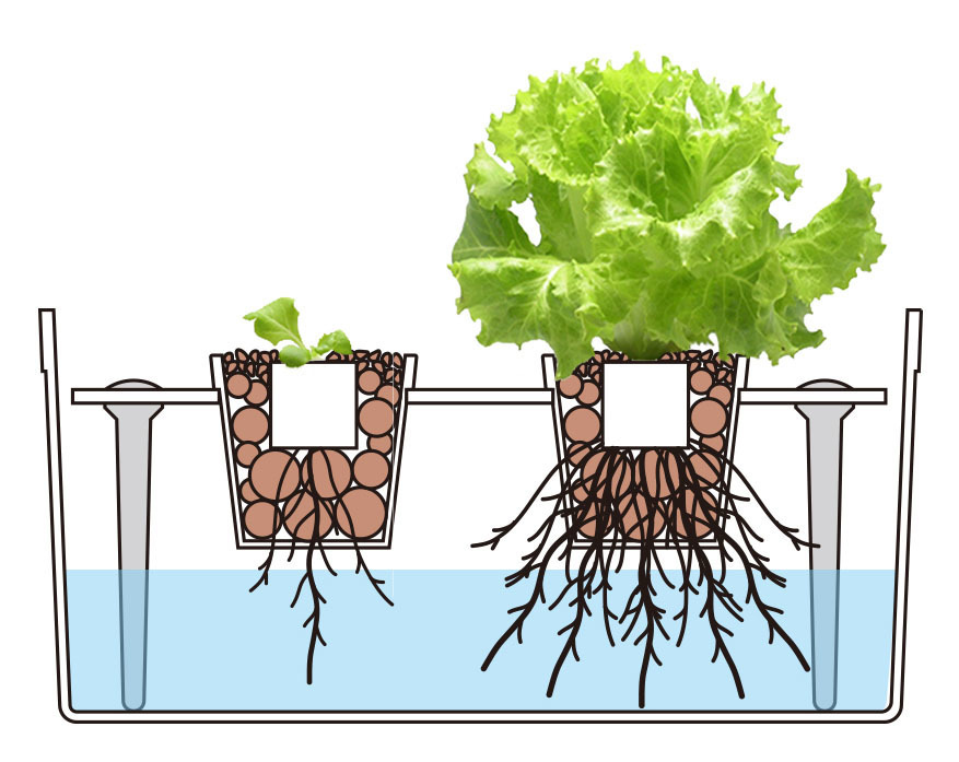 水耕栽培図1.jpg