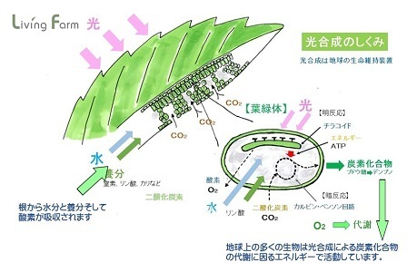 光合成図解.sjpg.jpg