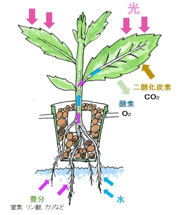 光合成４.jpg