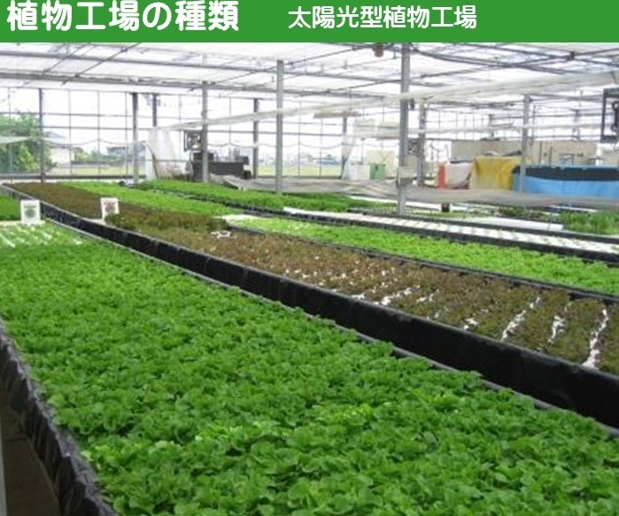 植物工場 太陽光型植物工場.jpg