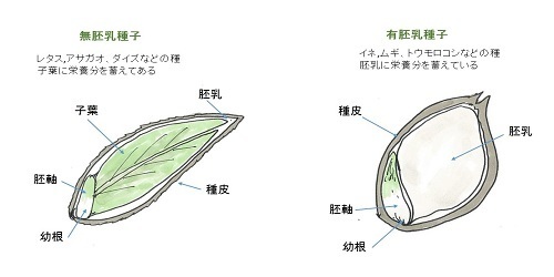 種子の種類s-1.jpg