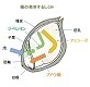 タネの発芽仕組み2ss.jpg