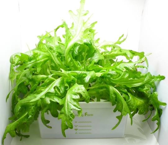 レタス　オークリーフ　リーフレタス　大量購入者希望 レタス オークリーフ リーフレタス 大量購入者希望