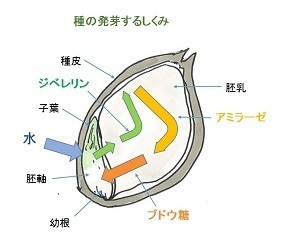 野菜やハーブの種の発芽 リビングファーム水耕栽培