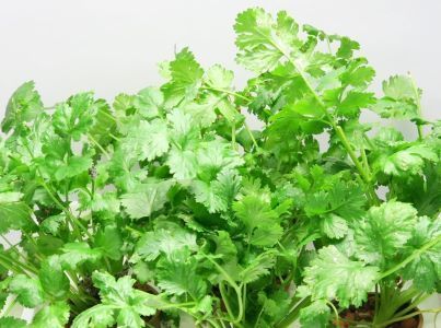 苗作りに水耕栽培が最適です パクチー苗