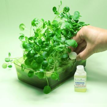 スーパーフードのクレソンを水耕栽培します