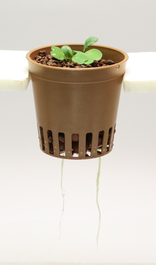 ルッコラページ ルッコラの詳細情報 | 水耕栽培器「Green Farm（グリーンファーム）」