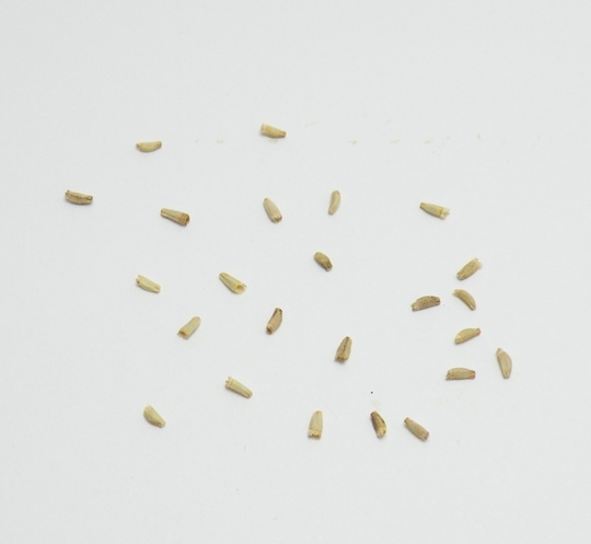DSCN7787.jpg