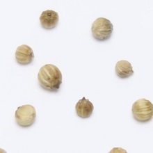 パクチーの発芽について