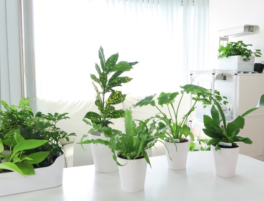観葉植物も水耕栽培で育てます ８月１２日