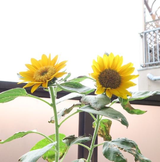 ひまわりが水耕栽培で早くも咲きました 6月8日