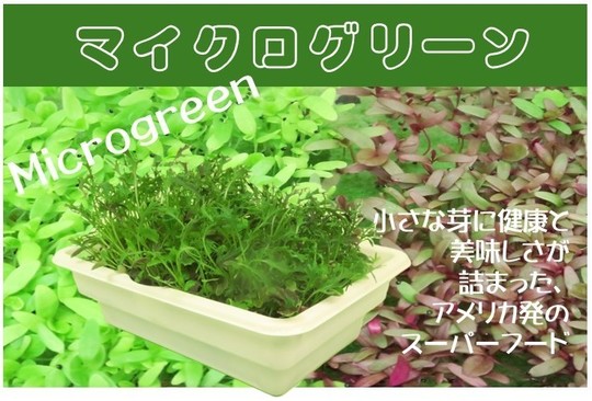 水耕栽培ブログ リビングファーム