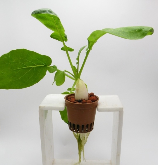 ラディッシュを収穫しました