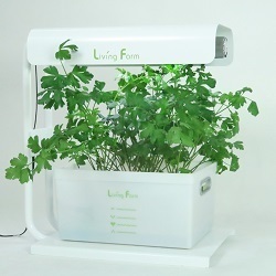 イタリアンパセリは寒い冬でも元気一杯です １２月９日