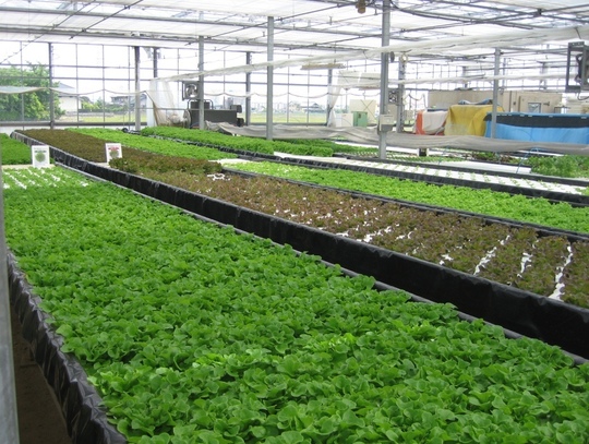 無農薬野菜を作る水耕栽培と植物工場の早わかり
