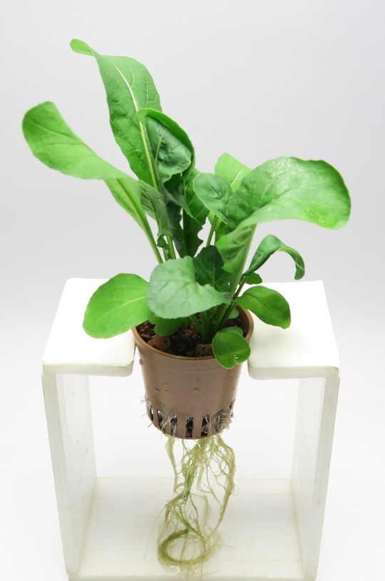 ルッコラ ロケットを水耕栽培で育てています 1月15日