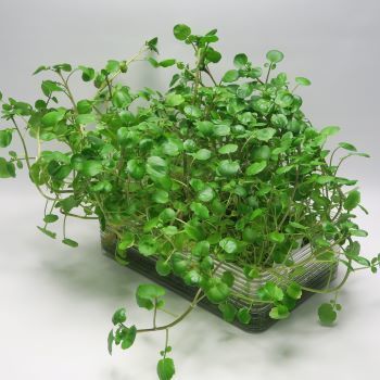 スーパーフードのクレソンを水耕栽培します