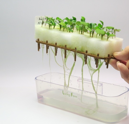 ＊ルッコラページ＊ ルッコラ ロケットを水耕栽培で育てています 1月15日